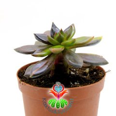 Echeveria 'Bess Bates' | Echeveria Black Knight Variegated -8,5 cm Saksıda-Ender Tür