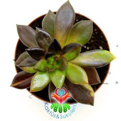 Echeveria 'Bess Bates' | Echeveria Black Knight Variegated -8,5 cm Saksıda-Ender Tür