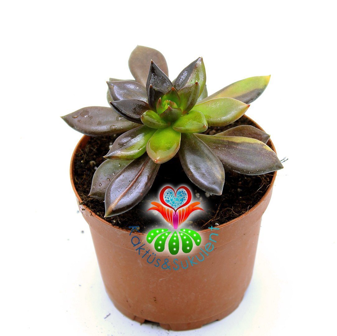 Echeveria 'Bess Bates' | Echeveria Black Knight Variegated -8,5 cm Saksıda-Ender Tür
