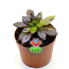 Echeveria 'Bess Bates' | Echeveria Black Knight Variegated -8,5 cm Saksıda-Ender Tür
