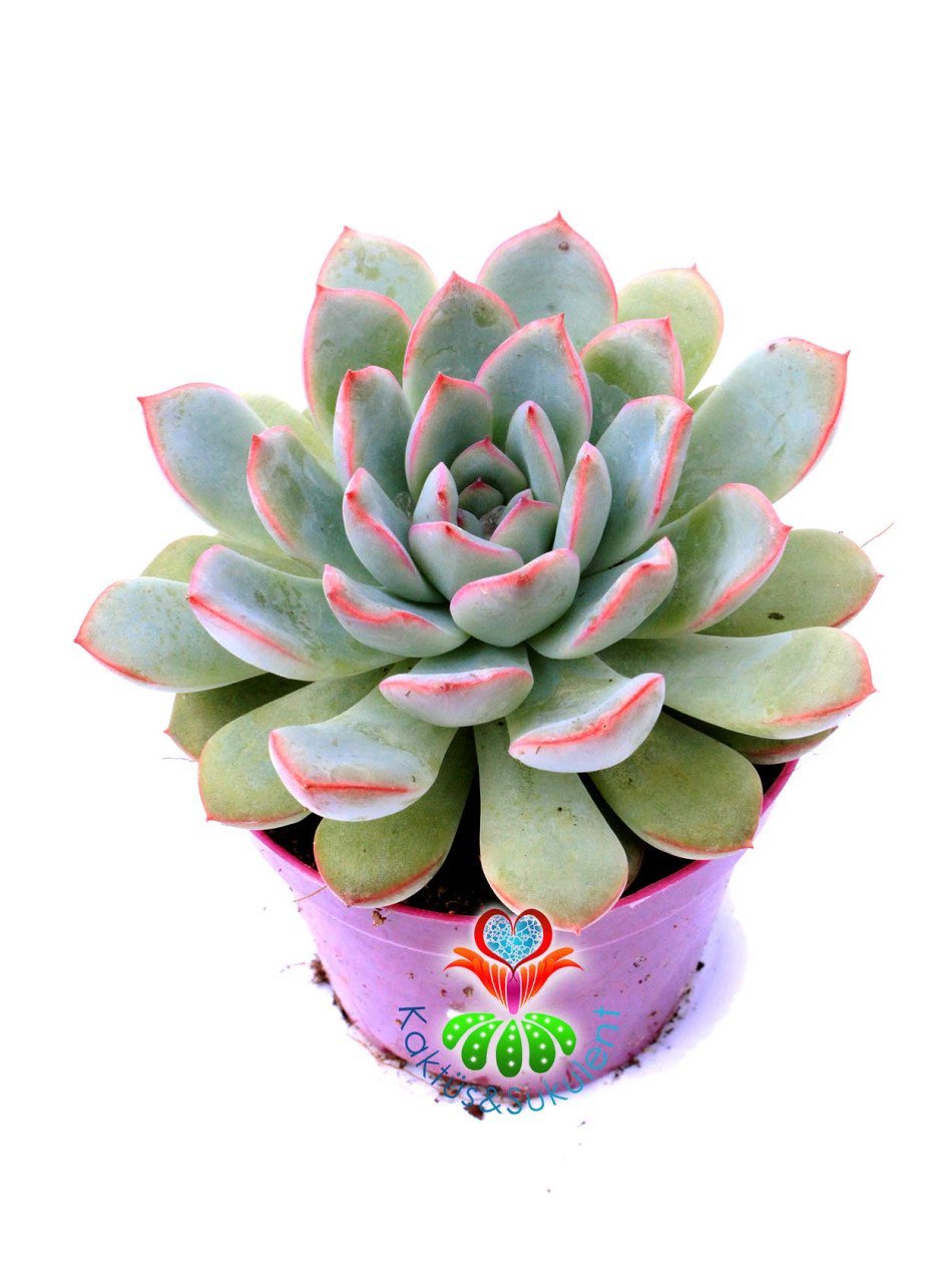 Echeveria Blue Bird-Mavi Renk Pudralı Sukulent-8,5 cm Saksıda