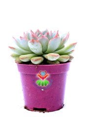 Echeveria Blue Bird-Mavi Renk Pudralı Sukulent-8,5 cm Saksıda