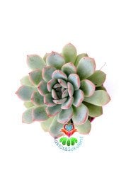 Echeveria Blue Bird-Mavi Renk Pudralı Sukulent-8,5 cm Saksıda