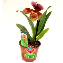 Kaplan Desen Orkide -Çok Çok Nadir- Phalaenopsis Orchid Paphiopedilum 12 cm Saksıda