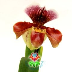Kaplan Desen Orkide -Çok Çok Nadir- Phalaenopsis Orchid Paphiopedilum 12 cm Saksıda