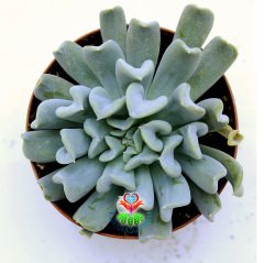 Echeveria Runyonii 'Topsy Turvy'-Yaprak Uçları Kalp Şeklinde Sukulent-8,5 cm Saksıda