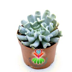 Echeveria Runyonii 'Topsy Turvy'-Yaprak Uçları Kalp Şeklinde Sukulent-8,5 cm Saksıda