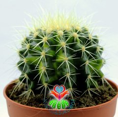 Echinocactus Grusonii Variegata | Çift Renkli Altın Varil Kaktüs-12 cm Saksıda-Ender Tür