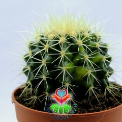 Echinocactus Grusonii Variegata | Çift Renkli Altın Varil Kaktüs-12 cm Saksıda-Ender Tür