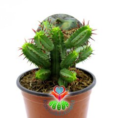 Euphorbia Enopla- Pincushion Euphorbia-Kırmızı Dikenli Dallı Formlu-8,5 cm Saksıda