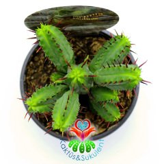 Euphorbia Enopla- Pincushion Euphorbia-Kırmızı Dikenli Dallı Formlu-8,5 cm Saksıda