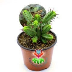 Euphorbia Enopla- Pincushion Euphorbia-Kırmızı Dikenli Dallı Formlu-8,5 cm Saksıda