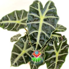 Fil Kulağı Bitkisi, Alocasia Amazonica -Muhteşem Yapraklı- 12 cm Saksıda-Birden Fazla Köklü-Sukulent