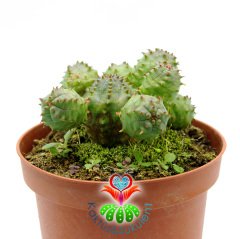Euphorbia Globosa-Yavrulu Dkensiz Kaktüs-8,5cm Saksıda