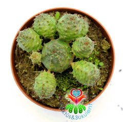 Euphorbia Globosa-Yavrulu Dkensiz Kaktüs-8,5cm Saksıda