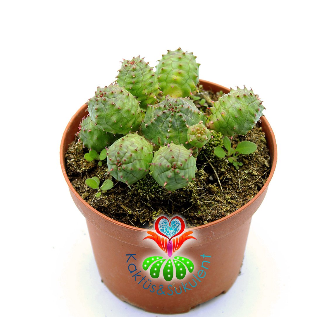 Euphorbia Globosa-Yavrulu Dkensiz Kaktüs-8,5cm Saksıda