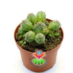 Euphorbia Globosa-Yavrulu Dkensiz Kaktüs-8,5cm Saksıda