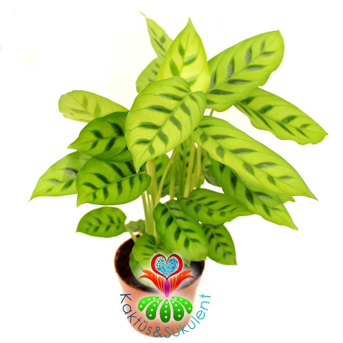 Calathea Leopardina-Açık Yeşil Zebra Desenli-Mükemmel Salon,Dua Çiçeği-10,5 cm Saksıda-30 cm Uzunluk