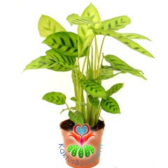 Calathea Leopardina-Açık Yeşil Zebra Desenli-Mükemmel Salon,Dua Çiçeği-10,5 cm Saksıda-30 cm Uzunluk