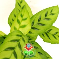 Calathea Leopardina-Açık Yeşil Zebra Desenli-Mükemmel Salon,Dua Çiçeği-10,5 cm Saksıda-30 cm Uzunluk