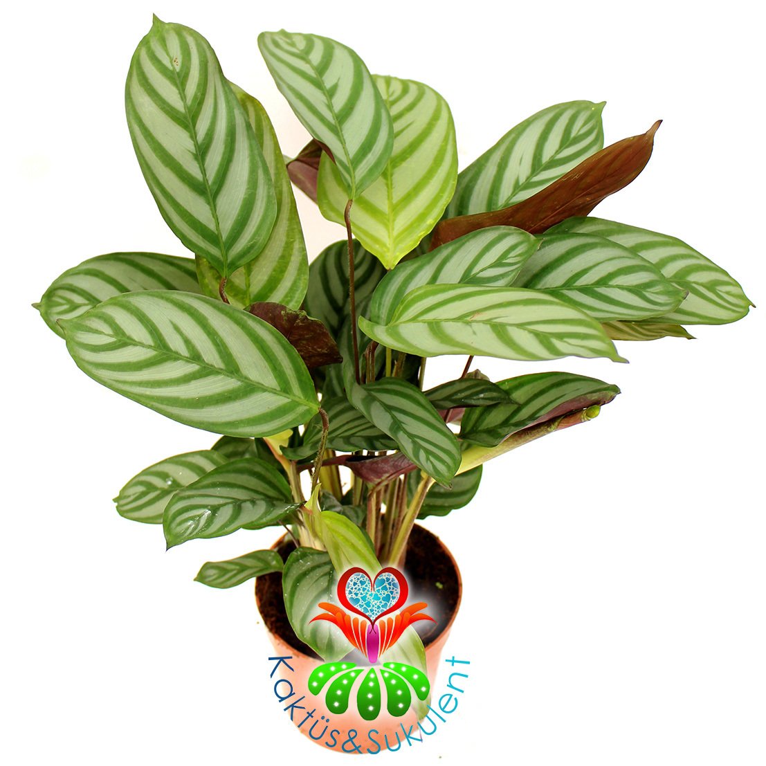 Calathea Burle Marx-Zebra Desenli -Mükemmel Salon, Dua Çiçeği- 10,5 cm Saksıda -30 cm Uzunluk