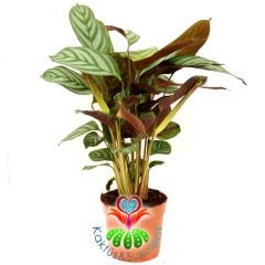 Calathea Burle Marx-Zebra Desenli -Mükemmel Salon, Dua Çiçeği- 10,5 cm Saksıda -30 cm Uzunluk