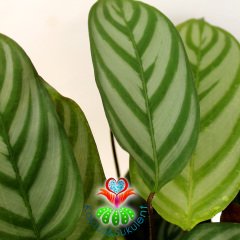 Calathea Burle Marx-Zebra Desenli -Mükemmel Salon, Dua Çiçeği- 10,5 cm Saksıda -30 cm Uzunluk