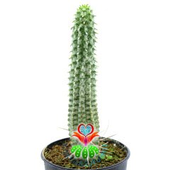 Euphorbia Mammillaris Variegata-Beyaz Renk Kaktüs-8,5 cm Saksıda