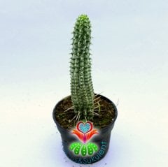 Euphorbia Mammillaris Variegata-Beyaz Renk Kaktüs-8,5 cm Saksıda