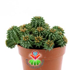 Euphorbia Susannae- Dikensiz Sıradışı Formlu Kaktüs-8,5 cm Saksıda