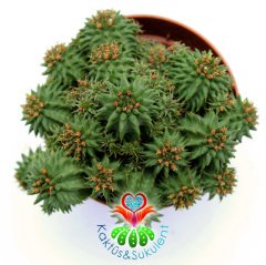 Euphorbia Susannae- Dikensiz Sıradışı Formlu Kaktüs-8,5 cm Saksıda