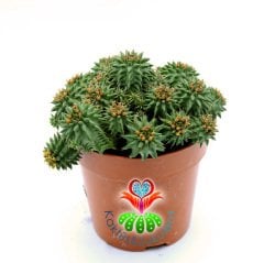 Euphorbia Susannae- Dikensiz Sıradışı Formlu Kaktüs-8,5 cm Saksıda