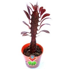Euphorbia Trigona Rubra-Kırmızı Renk Kaktüs-5,5 cm Saksıda