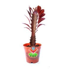 Euphorbia Trigona Rubra-Kırmızı Renk Kaktüs-5,5 cm Saksıda