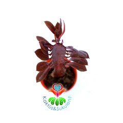 Euphorbia Trigona Rubra-Kırmızı Renk Kaktüs-5,5 cm Saksıda