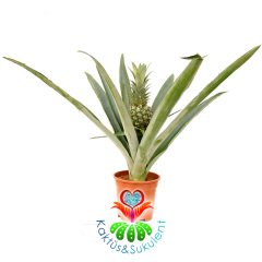 Tropikal Ananas Ağacı,Ananas 'Elyne' Green Bitkisi- 10 cm Meyveli Halde 17 cm saksıda-40+ cm Çapında