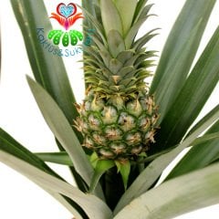 Tropikal Ananas Ağacı,Ananas 'Elyne' Green Bitkisi- 10 cm Meyveli Halde 17 cm saksıda-40+ cm Çapında