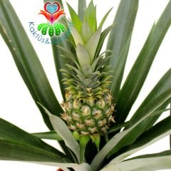 Tropikal Ananas Ağacı,Ananas 'Elyne' Green Bitkisi- 10 cm Meyveli Halde 17 cm saksıda-40+ cm Çapında