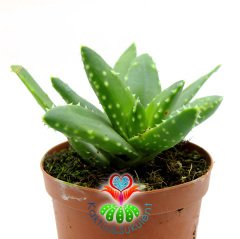 Aloe Mitriformis (Perfoliata)- Beyaz Noktalı Sukulent-8,5 cm Saksıda