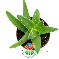 Aloe Mitriformis (Perfoliata)- Beyaz Noktalı Sukulent-8,5 cm Saksıda
