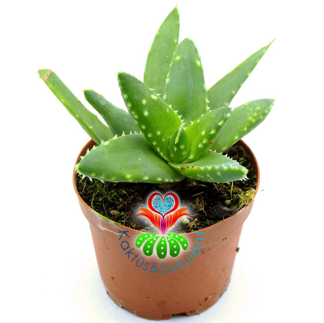 Aloe Mitriformis (Perfoliata)- Beyaz Noktalı Sukulent-8,5 cm Saksıda