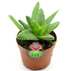 Aloe Mitriformis (Perfoliata)- Beyaz Noktalı Sukulent-8,5 cm Saksıda