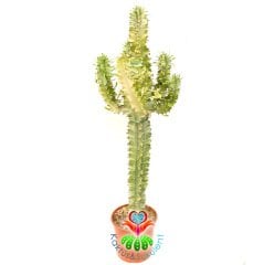 Canlı Dev Kaktüs,Euphorbia Erythraea Variegata 170+cm Uzunluğunda -30 cm Saksıda,Çok Şık Ofis Cactus