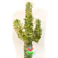Canlı Dev Kaktüs,Euphorbia Erythraea Variegata 170+cm Uzunluğunda -30 cm Saksıda,Çok Şık Ofis Cactus