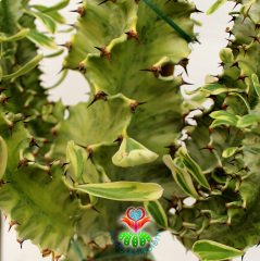 Canlı Dev Kaktüs,Euphorbia Erythraea Variegata 150+cm Uzunluğunda -20 cm Saksıda,Çok Şık Ofis Cactus