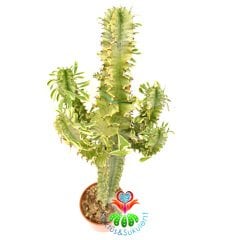 Canlı Dev Kaktüs,Euphorbia Erythraea Variegata 170+cm Uzunluğunda -30 cm Saksıda,Çok Şık Ofis Cactus