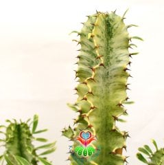 Canlı Dev Kaktüs,Euphorbia Erythraea Variegata 170+cm Uzunluğunda -30 cm Saksıda,Çok Şık Ofis Cactus