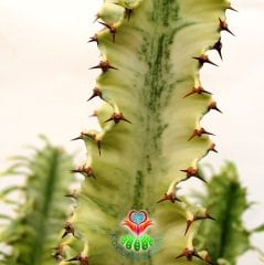 Canlı Dev Kaktüs,Euphorbia Erythraea Variegata 170+cm Uzunluğunda -30 cm Saksıda,Çok Şık Ofis Cactus