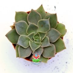 Tacitus Bellus Graptopetalum Bellum- Güzel Çiçek Açan Sukulent-5,5 cm Saksıda