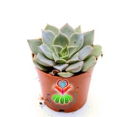 Tacitus Bellus Graptopetalum Bellum- Güzel Çiçek Açan Sukulent-5,5 cm Saksıda